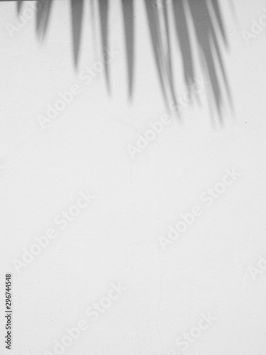 abstract shadow of palm leaves on white concrete wall