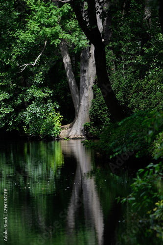 landscape and wildlife