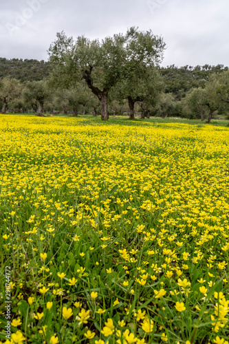 Landscape with olive trees grove in spring season with colorful blossom of wild yellow flowers © barmalini