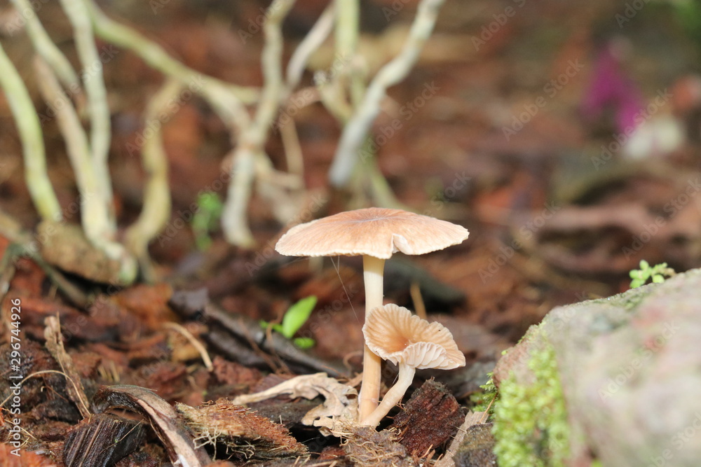 Pilz Pilz