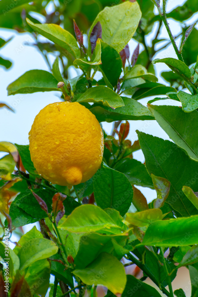Ripe yellow lemon, tropical citrus fruit hanging on tree with water drops in rain Ripe yellow lemon, tropical citrus fruit hanging on tree with water drops in rain