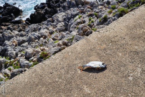Dead fish on a sea wall