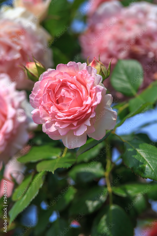 バラの花 バラの花