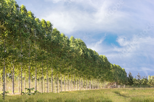 Road along with windbreak