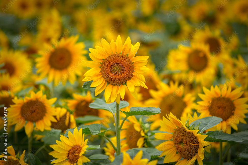 ヒマワリの花 夏イメージ ヒマワリの花 夏イメージ