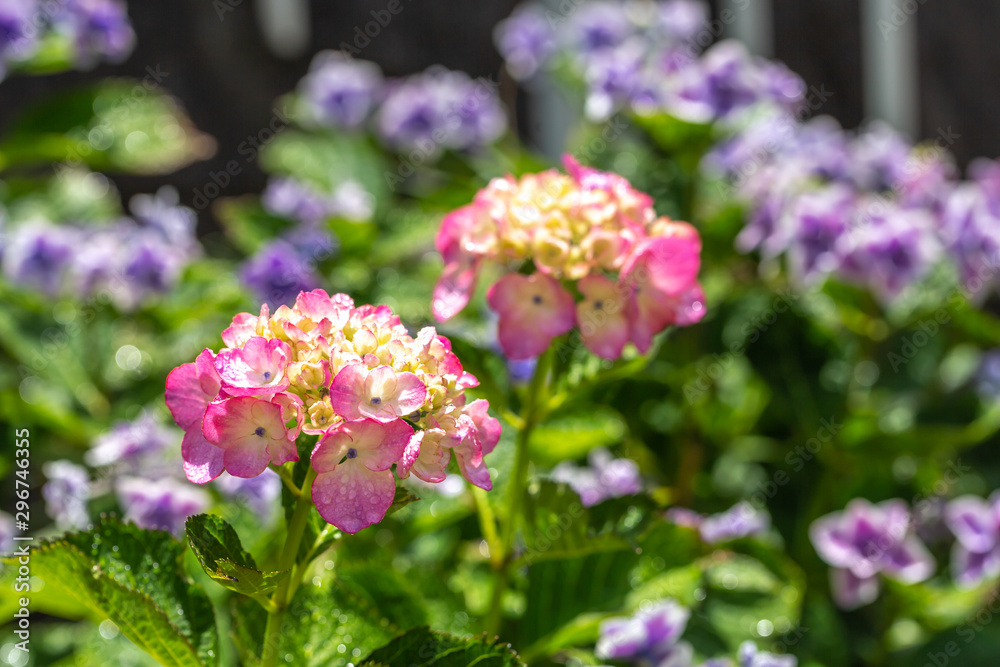 ランタナの花