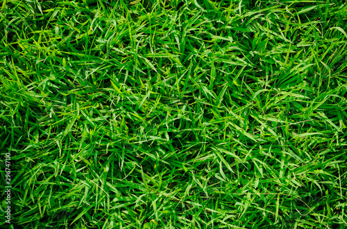 Green grass texture for background. Green lawn pattern and texture background. Close-up.