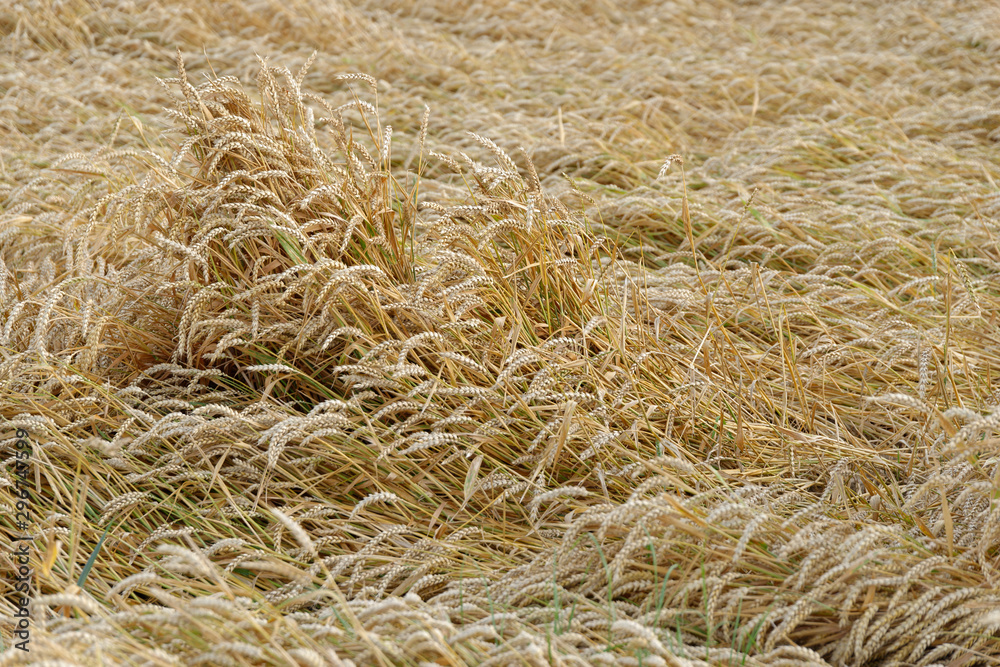 Weizenfeld nach dem Sturm Weizenfeld nach dem Sturm