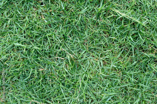 Green grass texture for background. Green lawn pattern and texture background. Close-up.