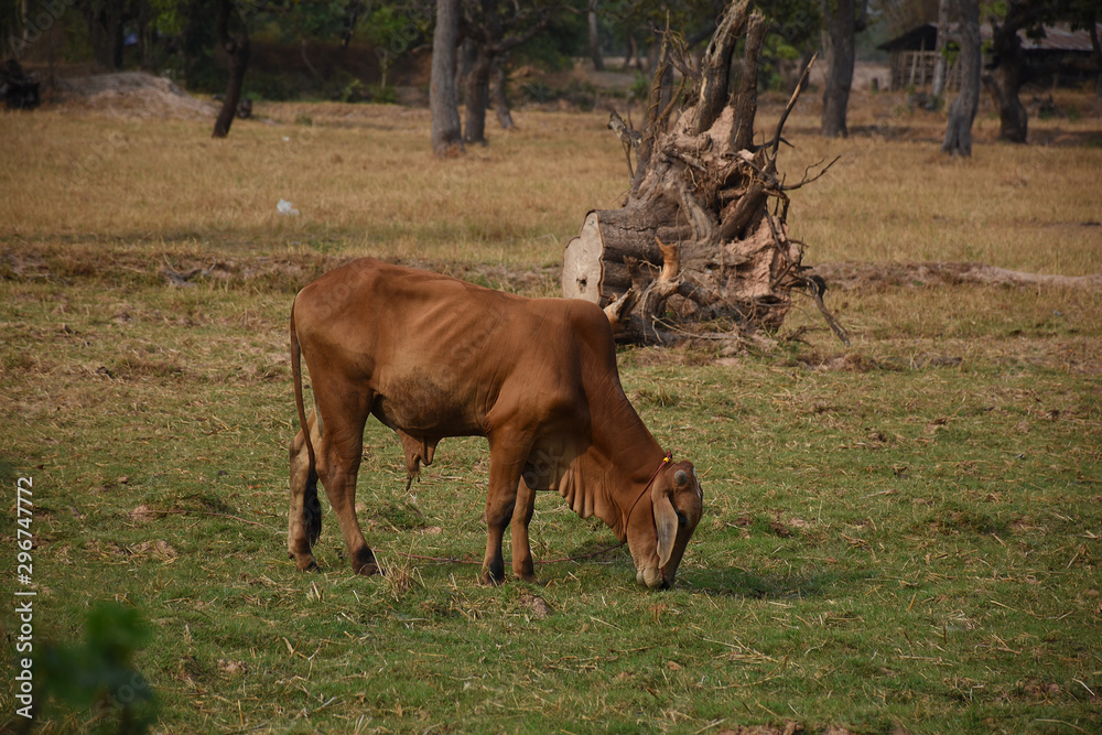 Naklejka premium cow in a meadow