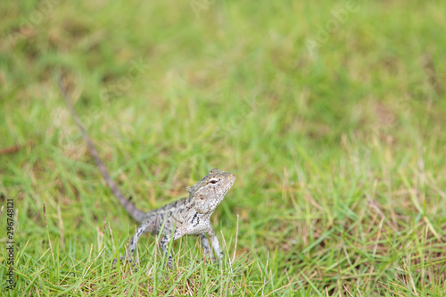 oriental garden lizard, bloodsucker or changeable lizard (Calotes versicolor) © UbjsP