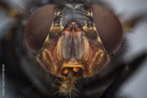 macro of a fly © Todorean Gabriel