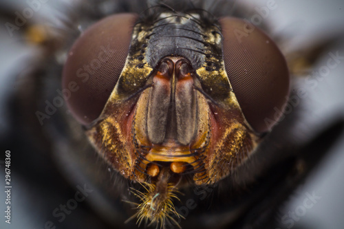 macro of a fly © Todorean Gabriel