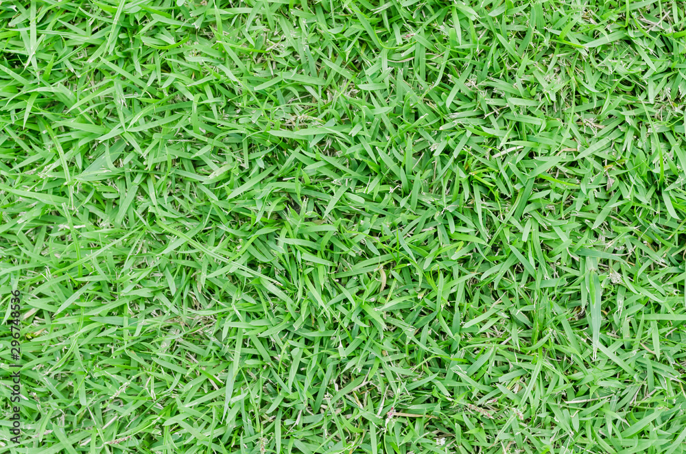 Green grass texture for background. Green lawn pattern and texture background. Close-up. Green grass texture for background. Green lawn pattern and texture background. Close-up.