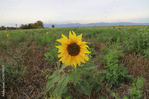 Einzelne Sonnenblume im Feld