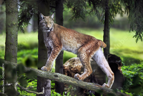 Majestic lynx walk. Wild animal in its Natural surrounding.