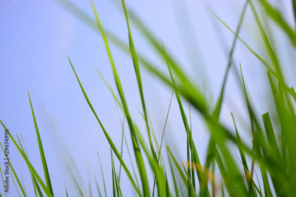 rice on feild with blue sky background rice on feild with blue sky background