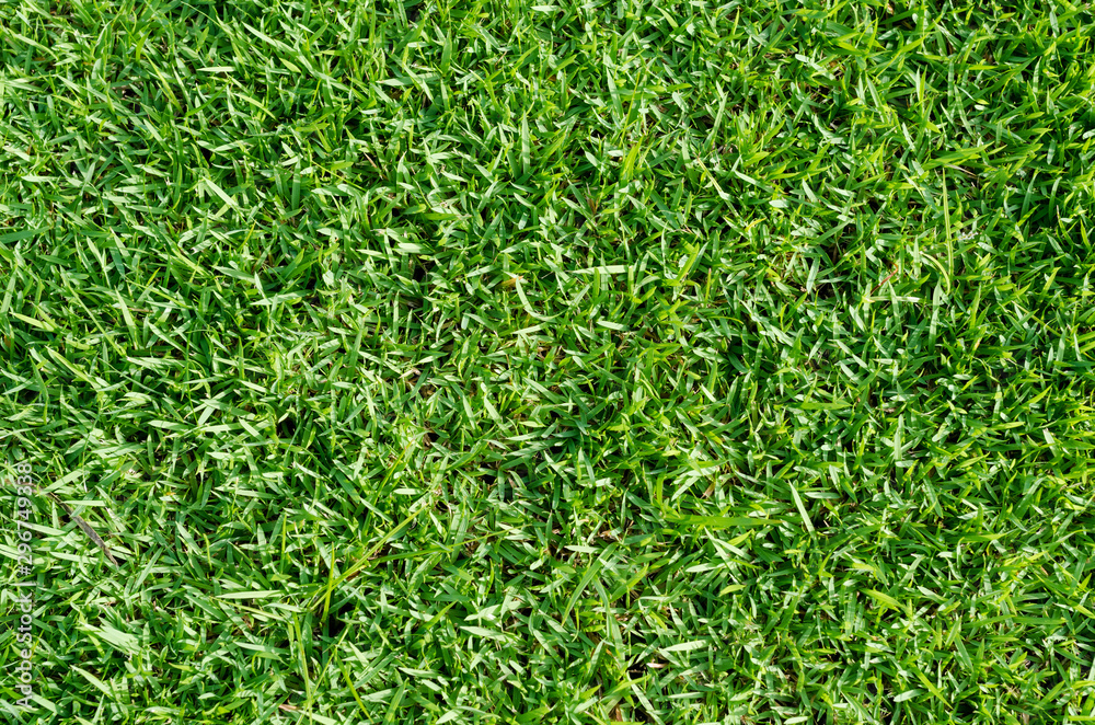 Green grass texture for background. Green lawn pattern and texture background. Close-up. Green grass texture for background. Green lawn pattern and texture background. Close-up.