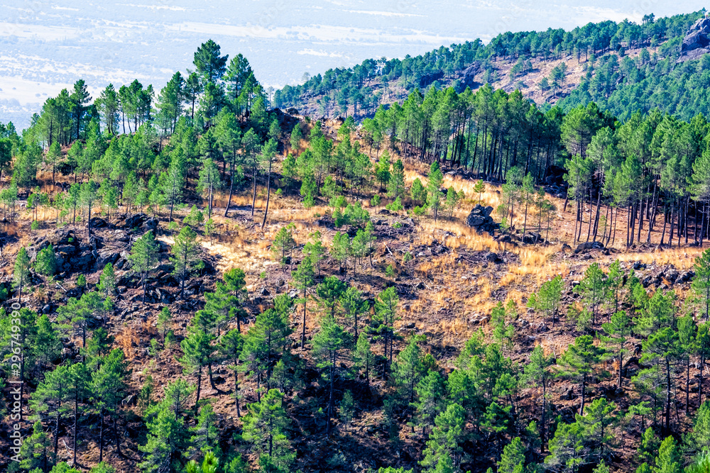 Fototapeta premium Coniferas en la Sierra de Gredos. Avila. España. Europa.