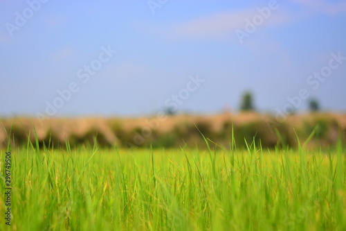 rice on feild with blue sky background
