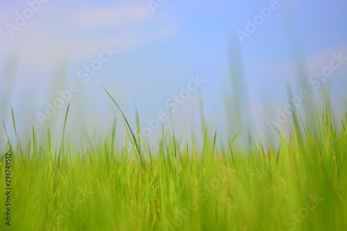 rice on feild with blue sky background