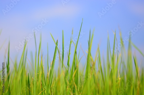 rice on feild with blue sky background