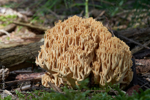 Edible mushroom Ramaria flava growing in the coniferous forest. Yellow coral mushroom. Moss and wood around.
