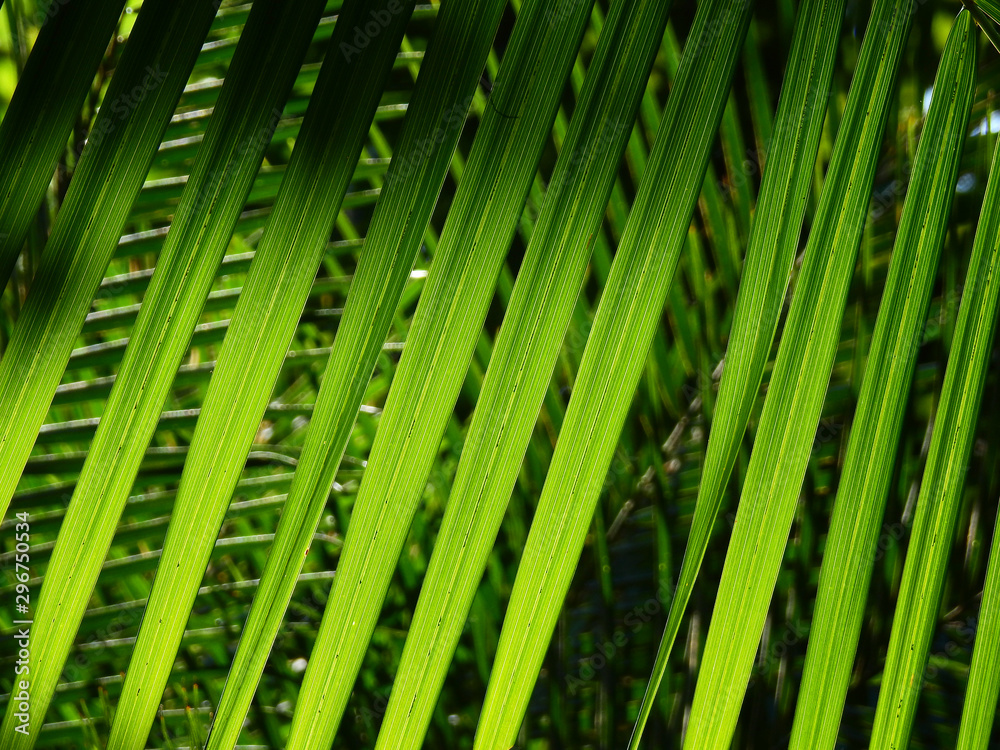 green palm leaf with shadow green palm leaf with shadow