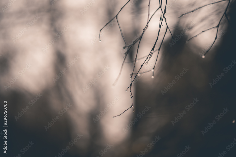 MACRO WATER MACRO WATER