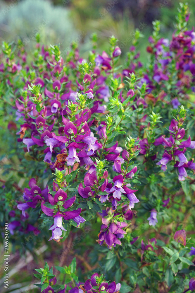 View of a Magnificent Prostanthera (Prostanthera Magnifica) purple flower in Australia