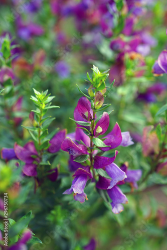 View of a Magnificent Prostanthera  Prostanthera Magnifica  purple flower in Australia