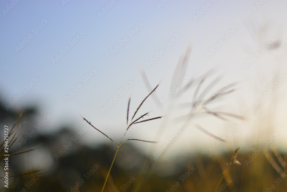 grass flower with copy space background grass flower with copy space background