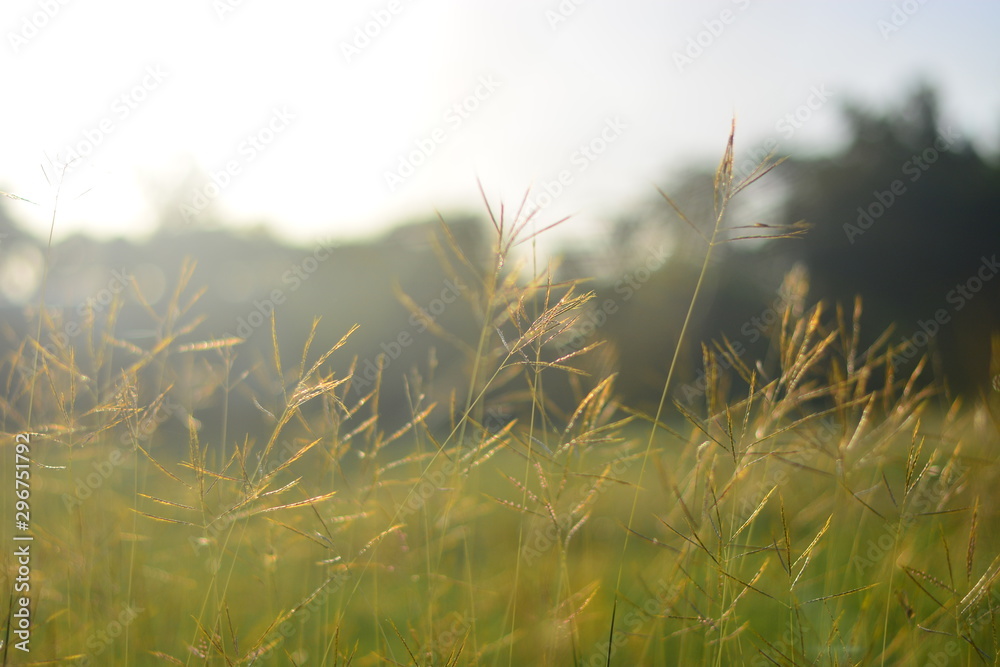 grass flower with copy space background