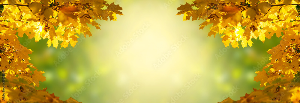 Decorative holiday autumn banner decorated with branches with fall golden yellow maple leaves on background of blurred autumnal foliage and place for your text, Indian summer.