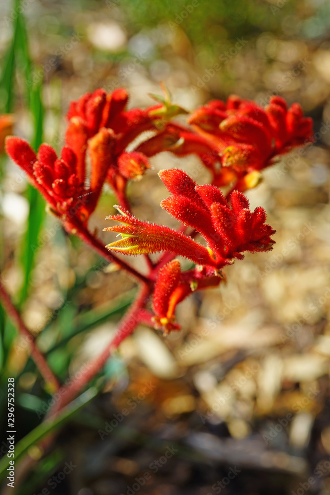 View of a Kings Park Federation Flame red Kangaroo Paw flower (Anigozanthos rufus) in Australia View of a Kings Park Federation Flame red Kangaroo Paw flower (Anigozanthos rufus) in Australia