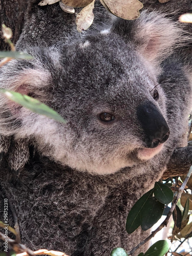 Cría koala © Cristina