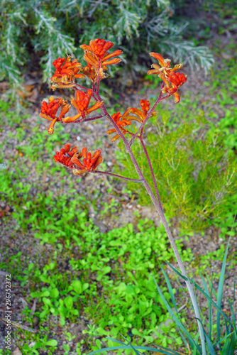 View of a Kings Park Federation Flame red Kangaroo Paw flower (Anigozanthos rufus) in Australia