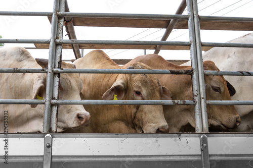 Truck Transport Beef Cattle Cow livestock photo