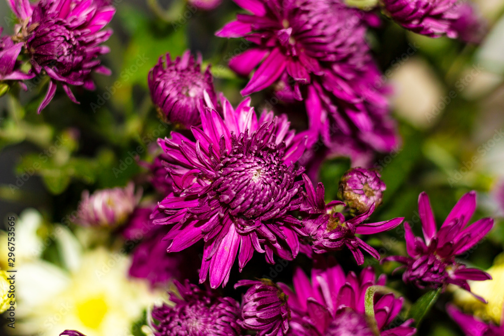 flowers in the garden flowers in the garden