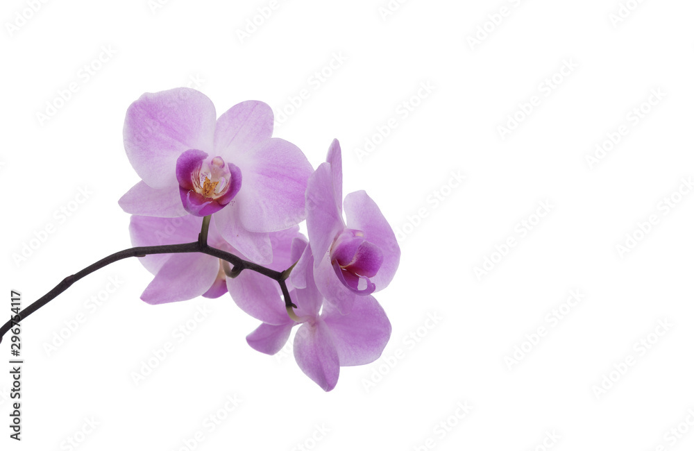 An orchid flower on a white background.