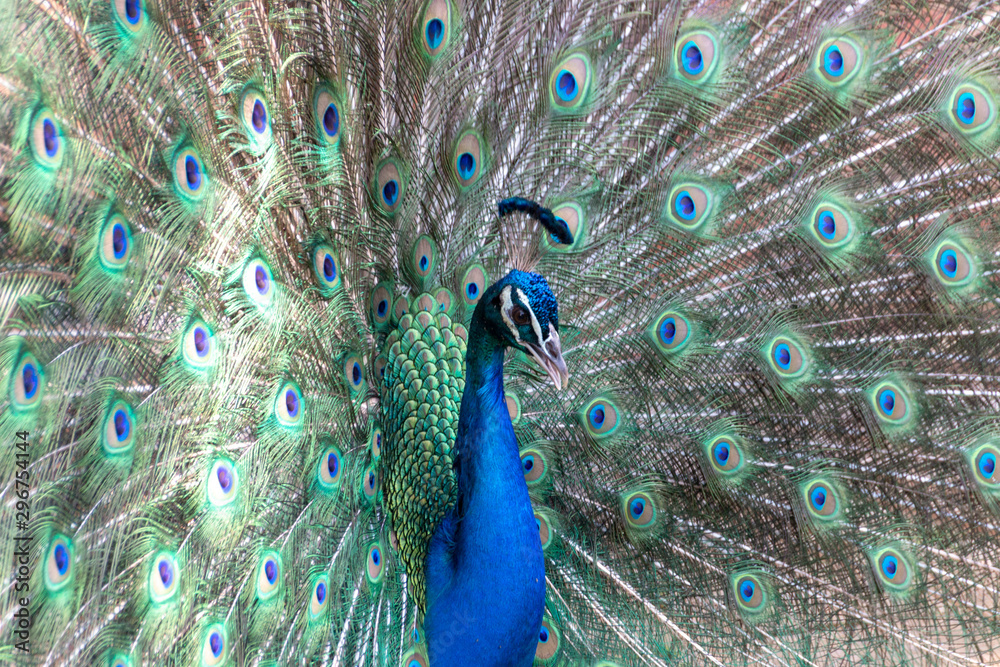 Fototapeta premium A Male Peacock