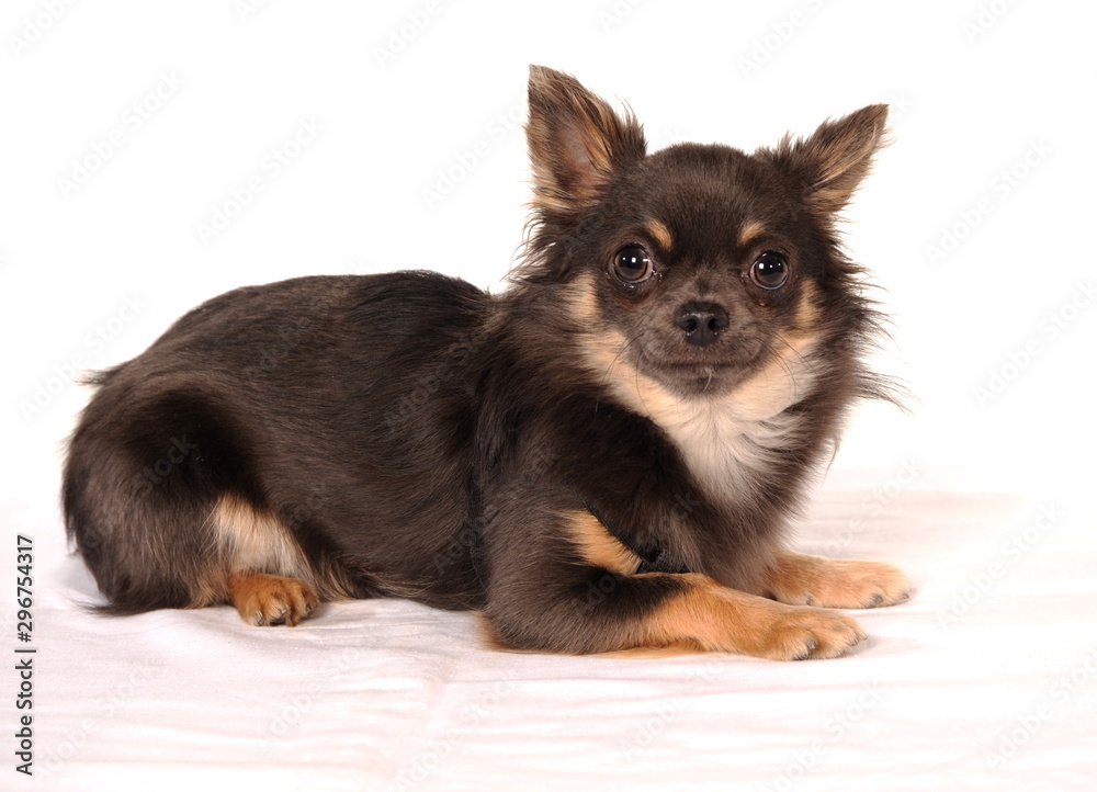 Hundeporträt Chihauhua