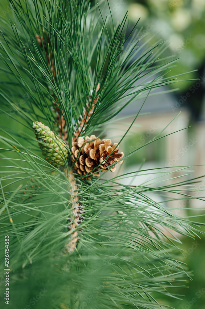 background of green fir branches with a bump in the center. horizontal