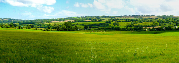 Acrylglasbilder Pistache Irische Weidelandschaft in County Meath  © Marcin