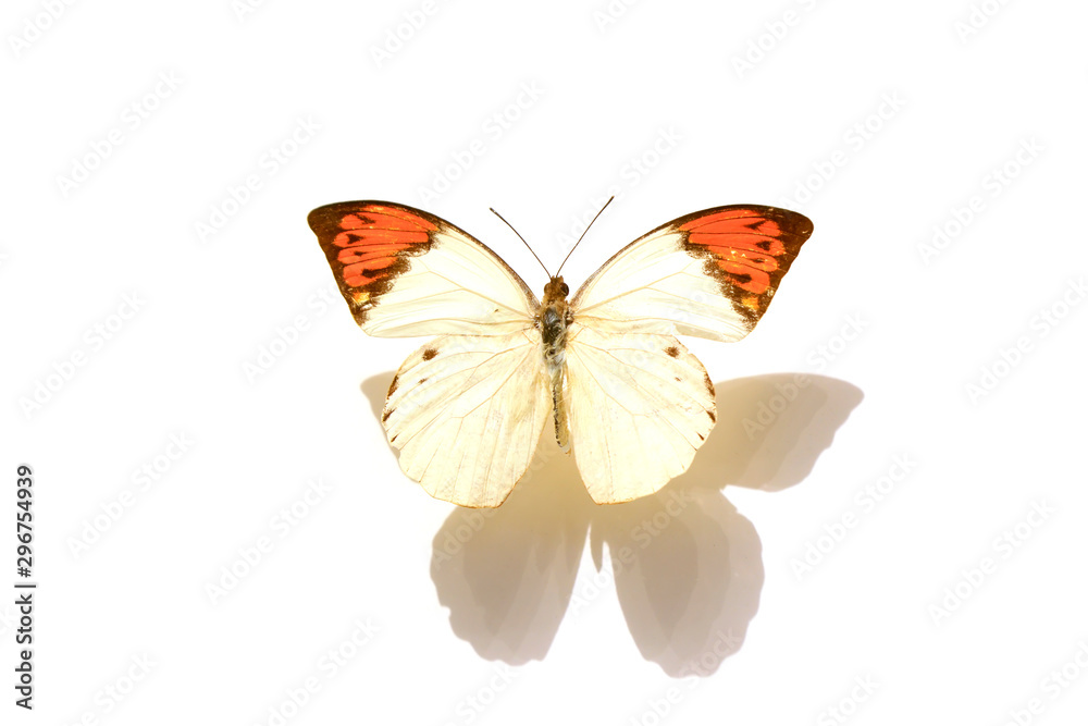 beautiful butterflies in the white background beautiful butterflies in the white background