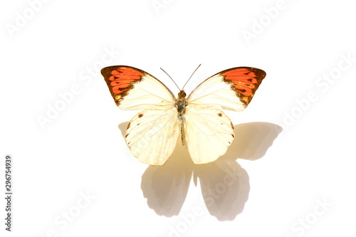 beautiful butterflies in the white background © junrong