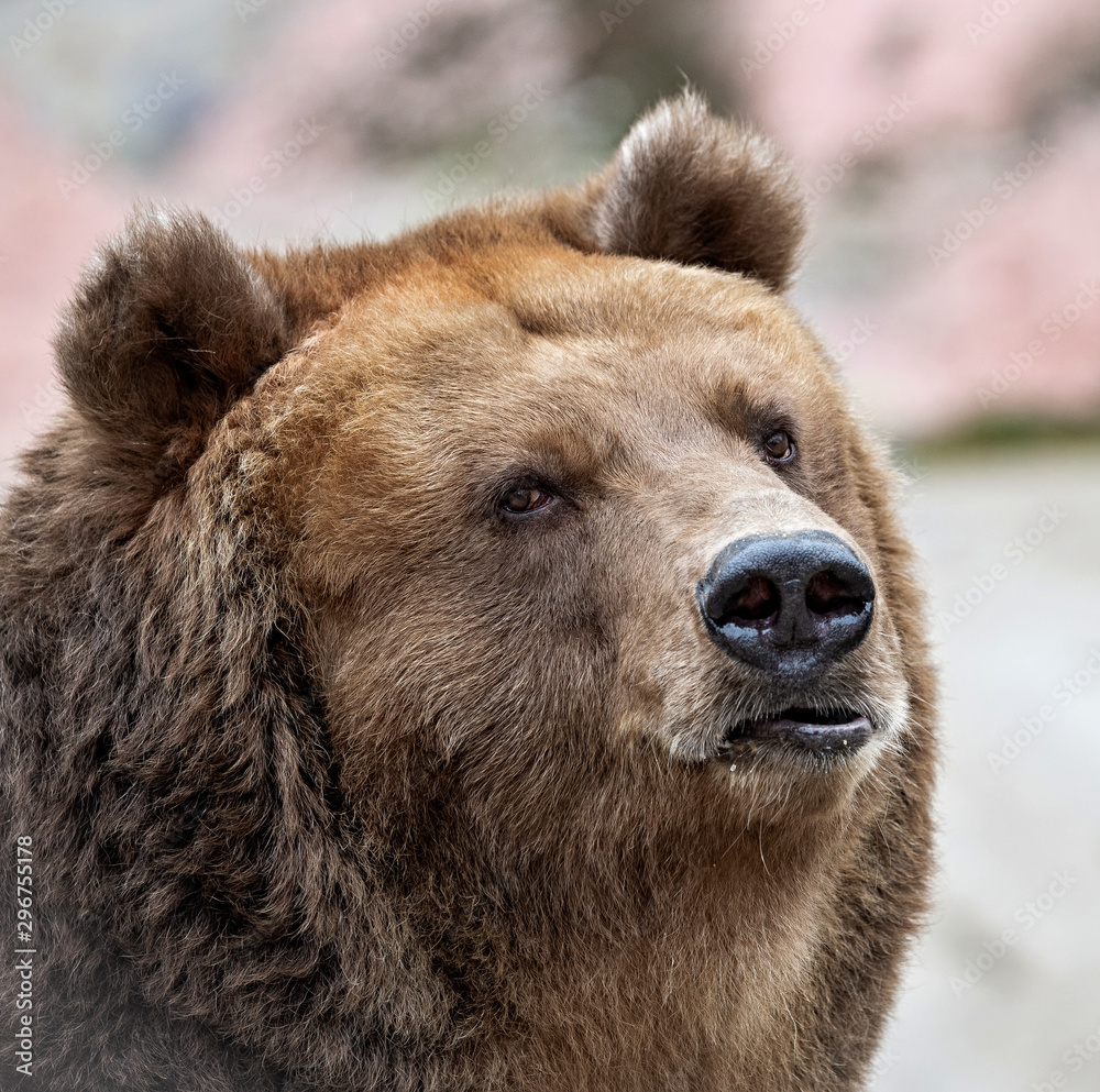 brown bear