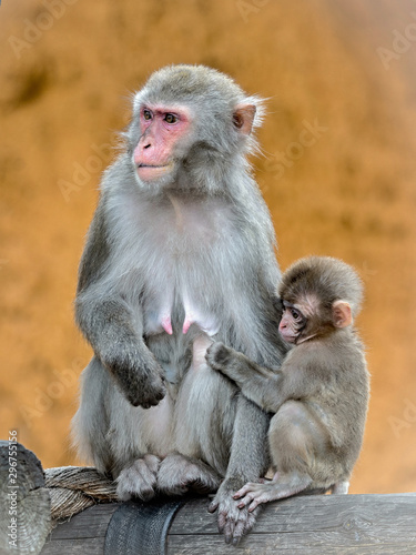 macaque © Сергей Басов
