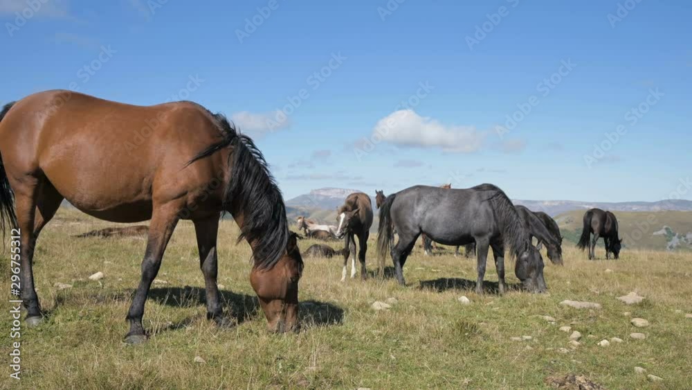 A brown horse grazes in an alpine meadow surrounded by its herd with small foals. The farm. Horse breeding A brown horse grazes in an alpine meadow surrounded by its herd with small foals. The farm. Horse breeding