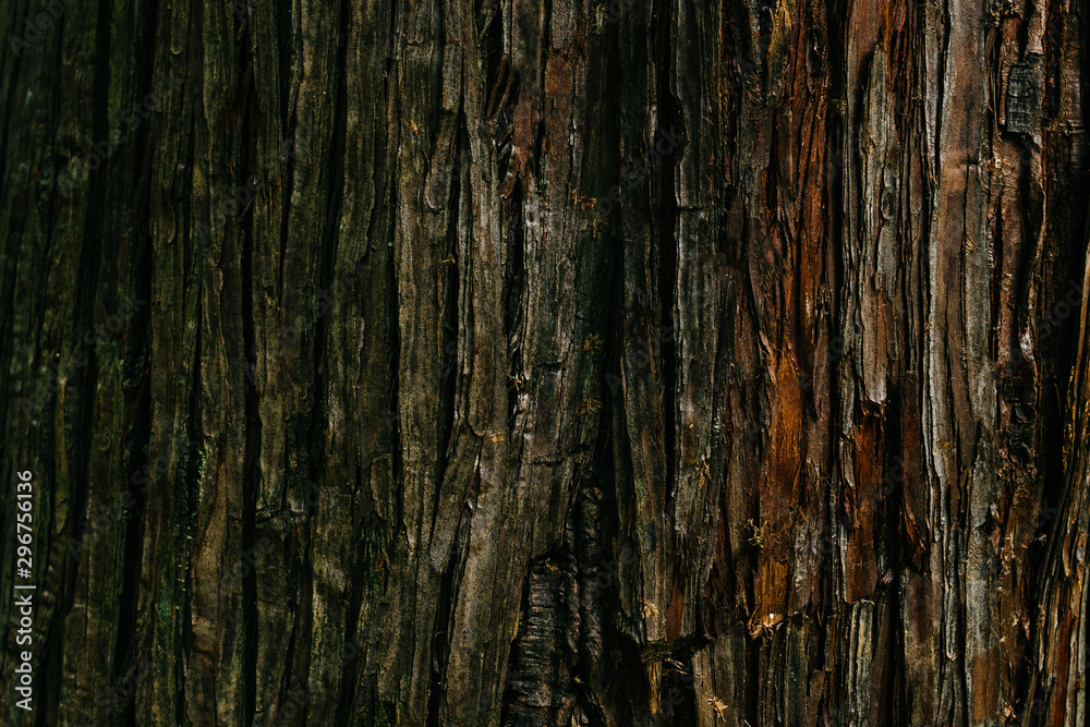Tree bark close up. Background. Tree bark close up. Background.